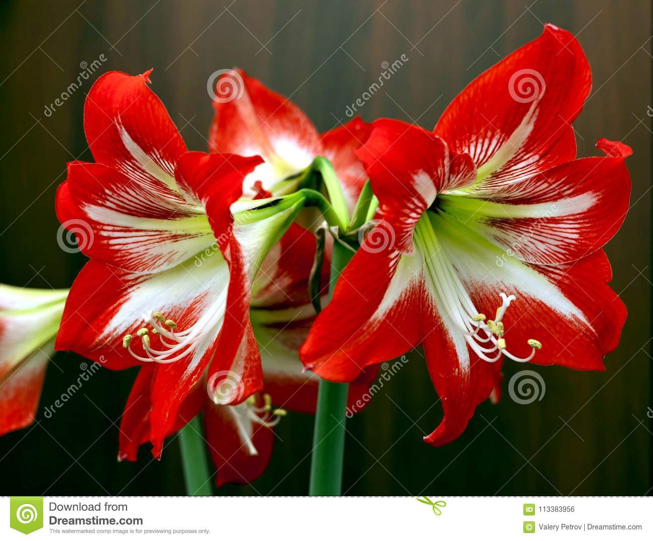 Red Christmas Flower Names
 Bright Red Flowers Amaryllis Stock Image of