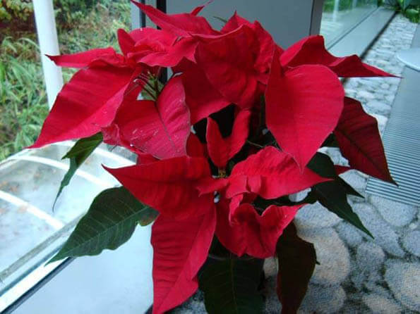 Red Christmas Flower Names
 Poinsettia Euphorbia pulcherrima Guide