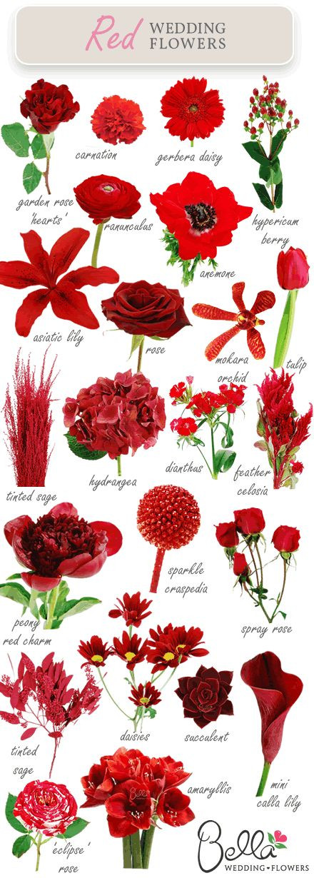 Red Christmas Flower Names
 78 besten RUBINHOCHZEIT Deko Geschenke zum 40