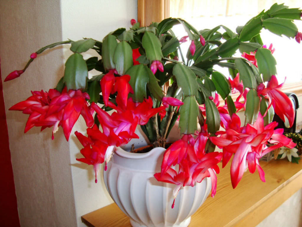 Red Christmas Flower Names
 10 Facts About Christmas Cacti