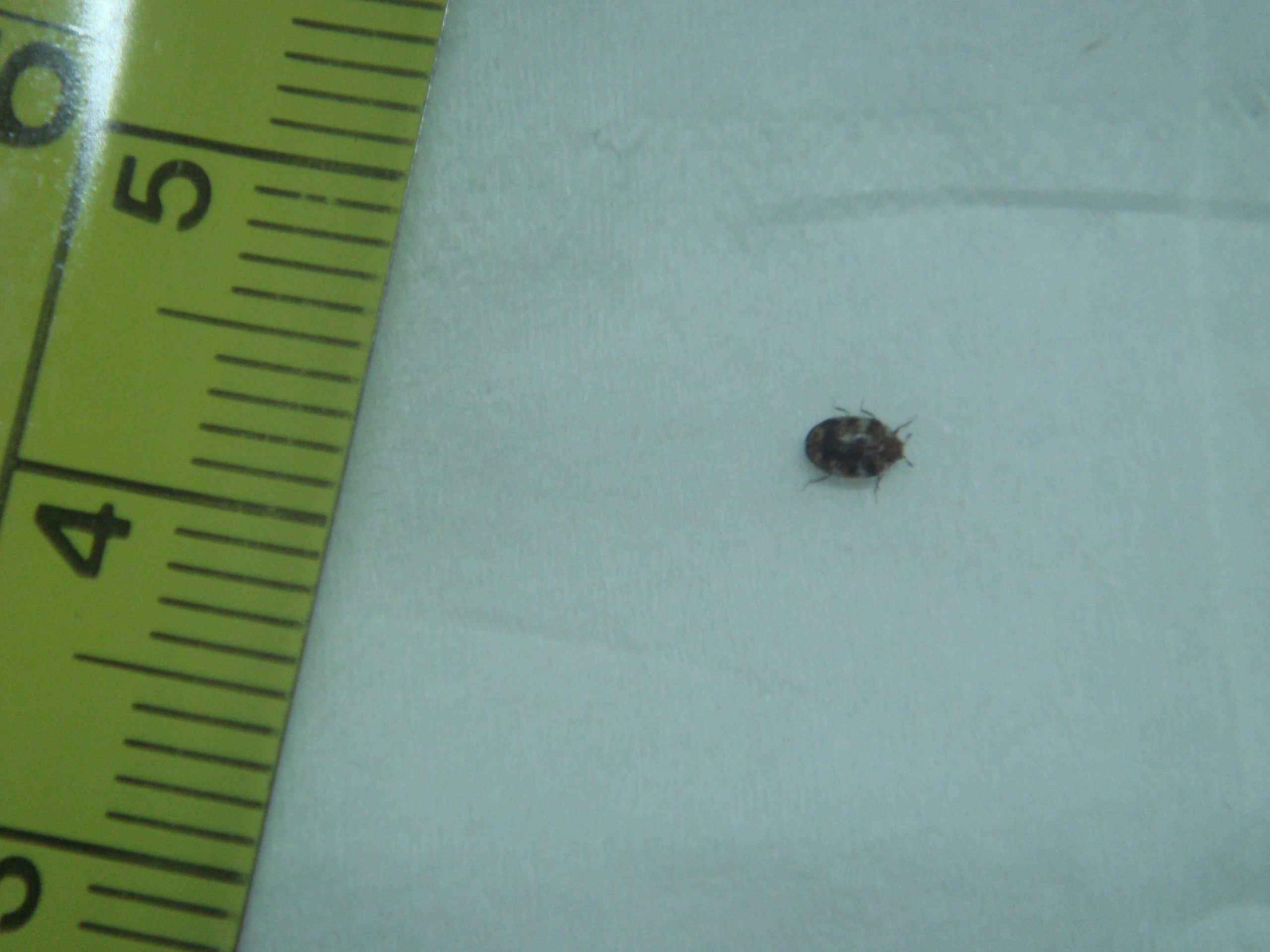 Small Black Bugs In Bathroom
 Little Black Worms In Carpet Carpet Vidalondon Ada