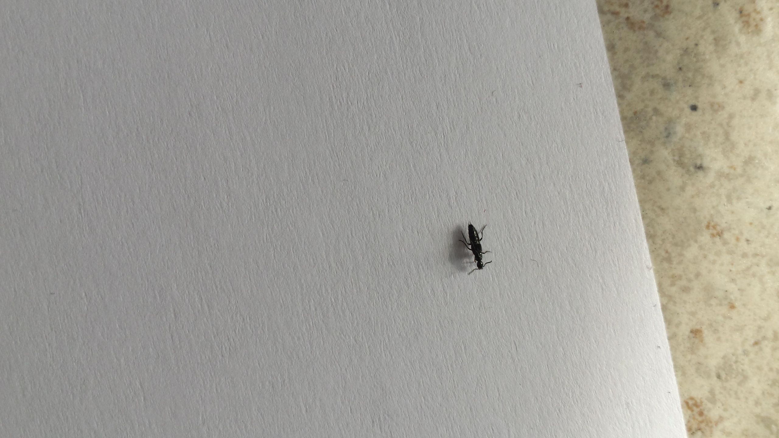 Small Black Bugs In Bathroom
 [Northern Italy] Found in my bathroom pletely black