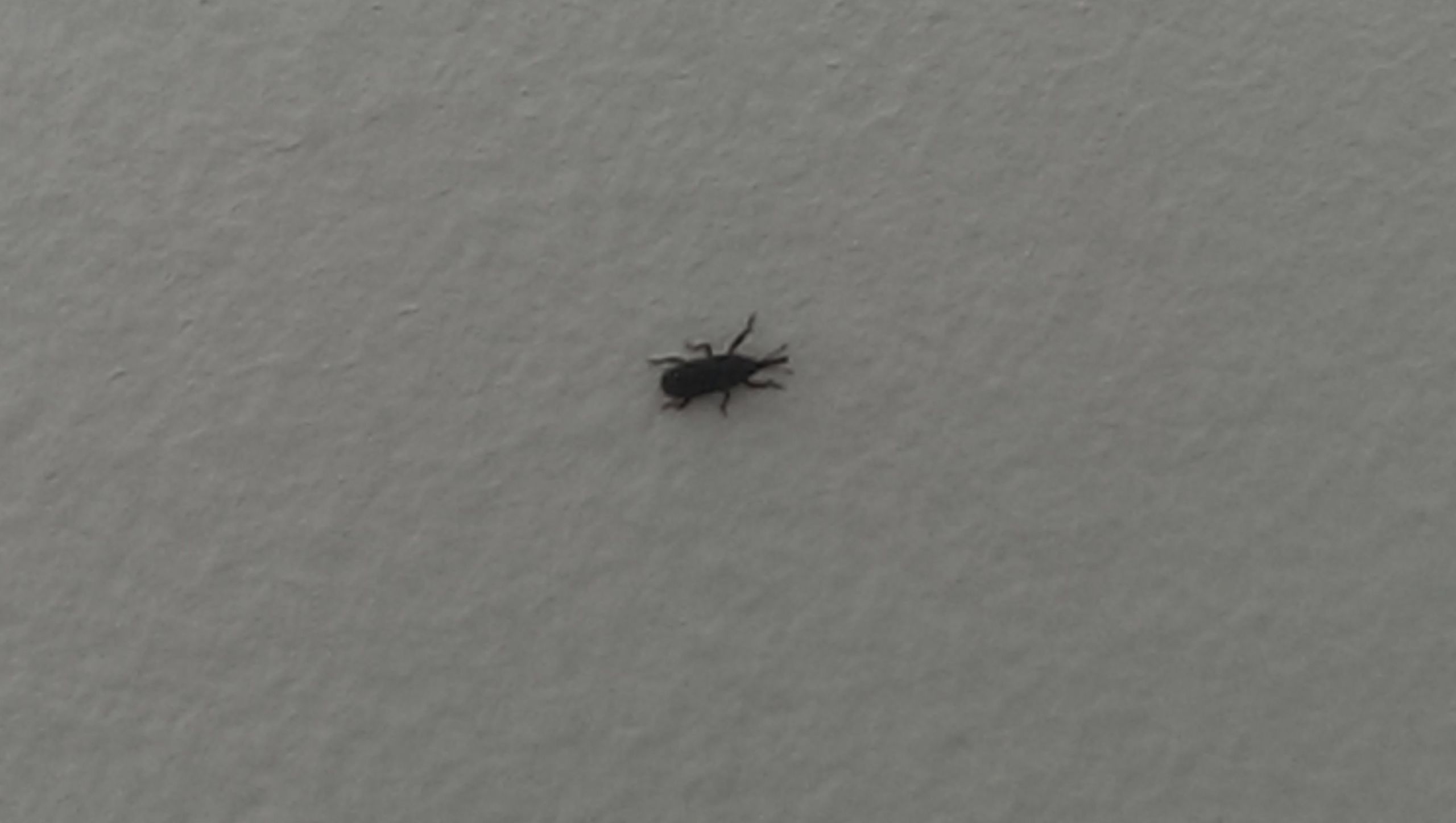 Small Black Bugs In Bathroom
 Trying to identify black ant like bugs found occasionally