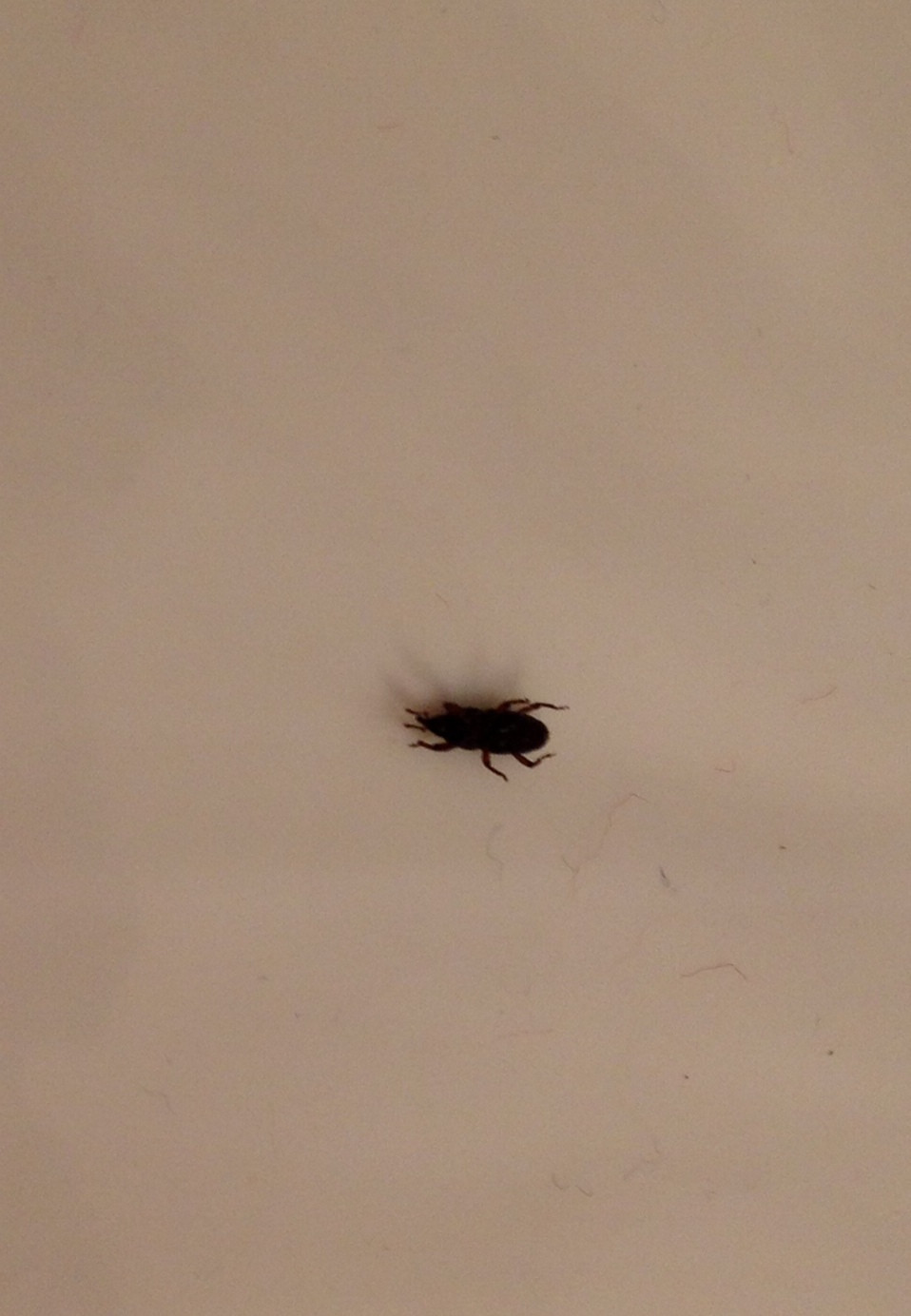 Small Black Bugs In Bathroom
 We keep seeing these bugs in the bathroom tub & floor