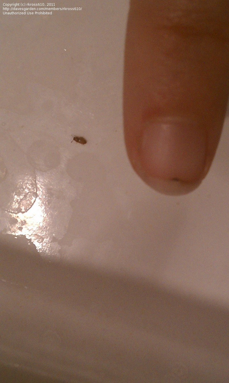 Small Black Bugs In Bathroom
 Insect and Spider Identification Small bugs in bathroom