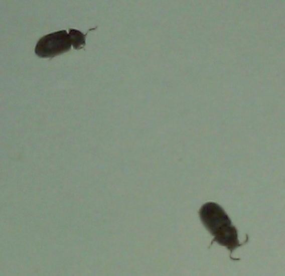 Small Black Bugs In Bathroom
 Bathtub Bugs Bathroom Fly Stubborn Armenian Bathtub Bugs