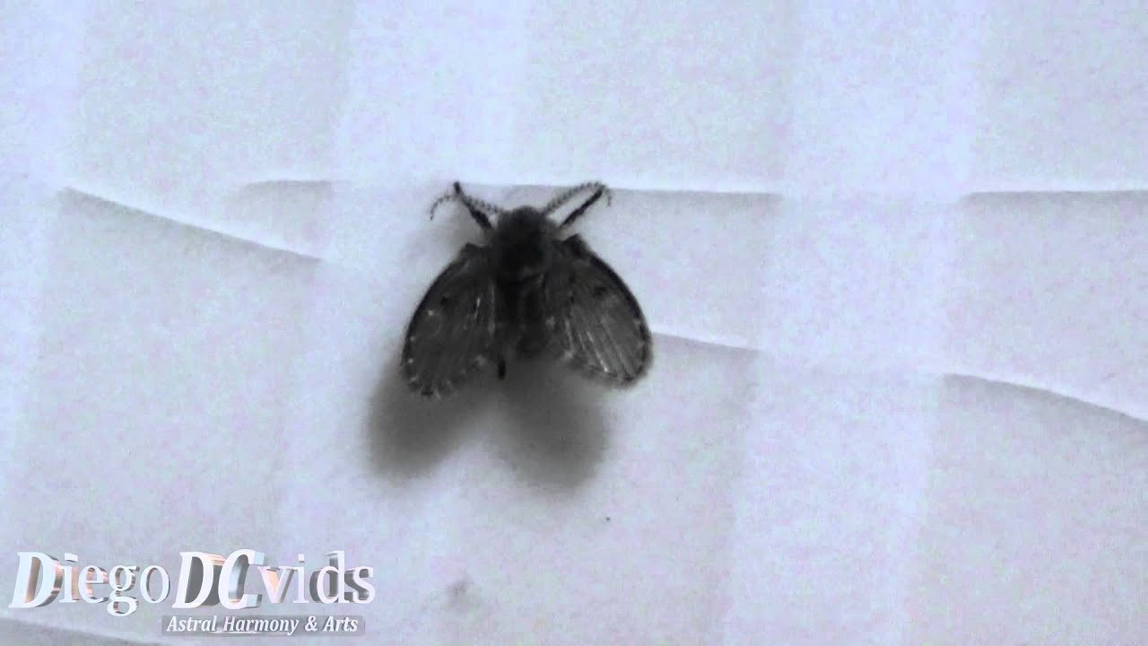Small Black Bugs In Bathroom
 Clogmia albipunctata Mothfly Psychodidae Bathroom Fly