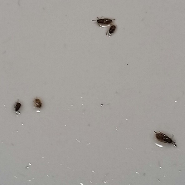 Small Black Bugs In Bathroom
 Tiny Bugs In Bathroom Wild About Britain