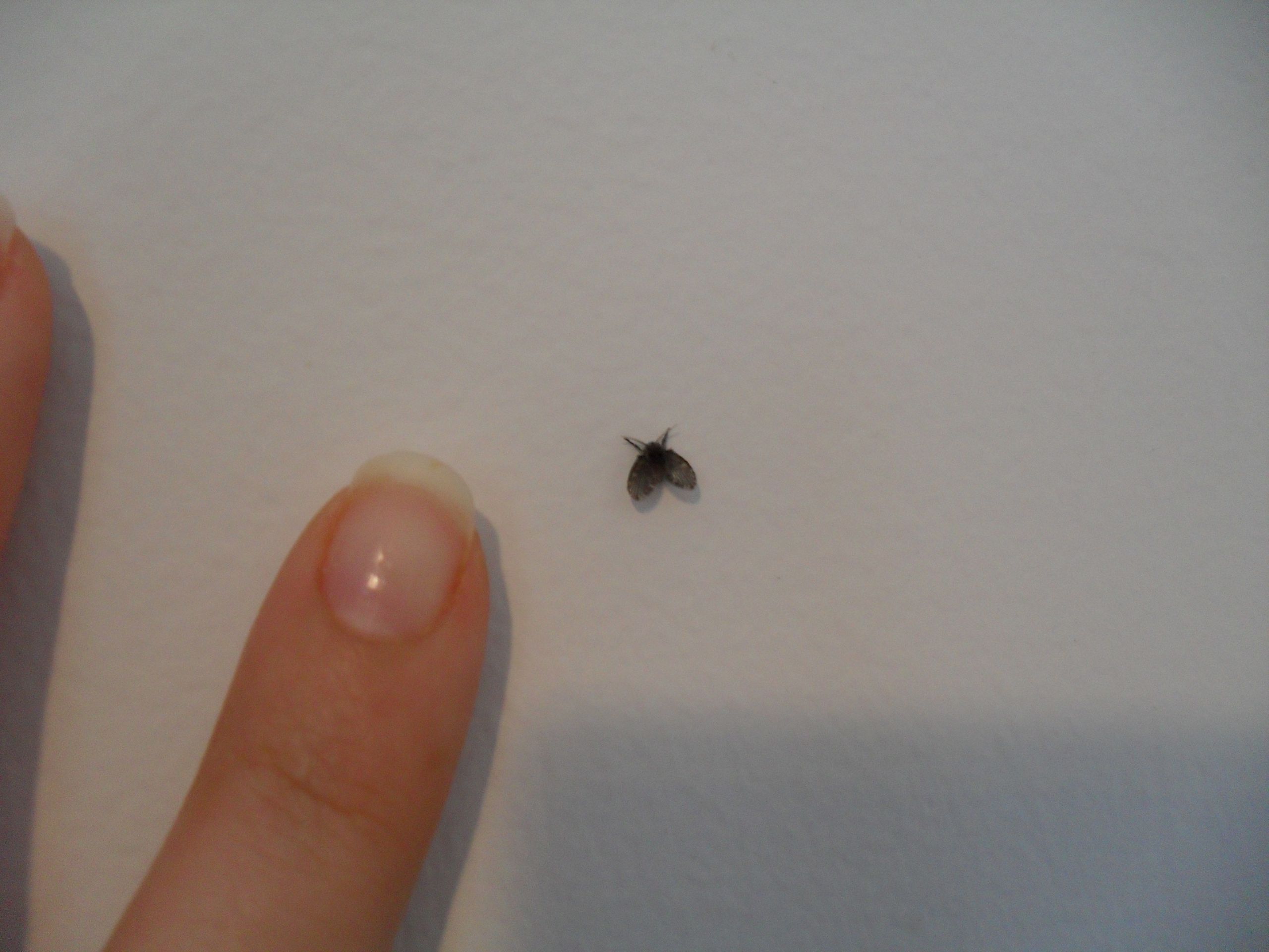 Small Black Bugs In Bathroom
 301 Moved Permanently