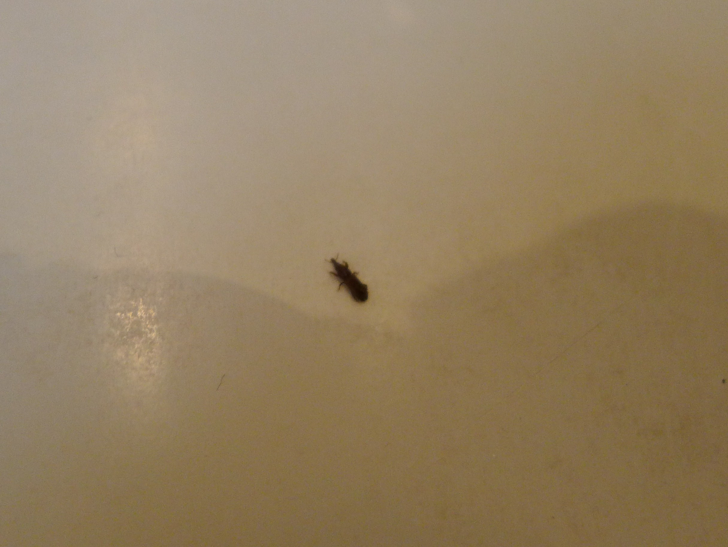 Small Black Bugs In Bathroom
 Getting Rid Get Rid Springtails In Tub bedbugs