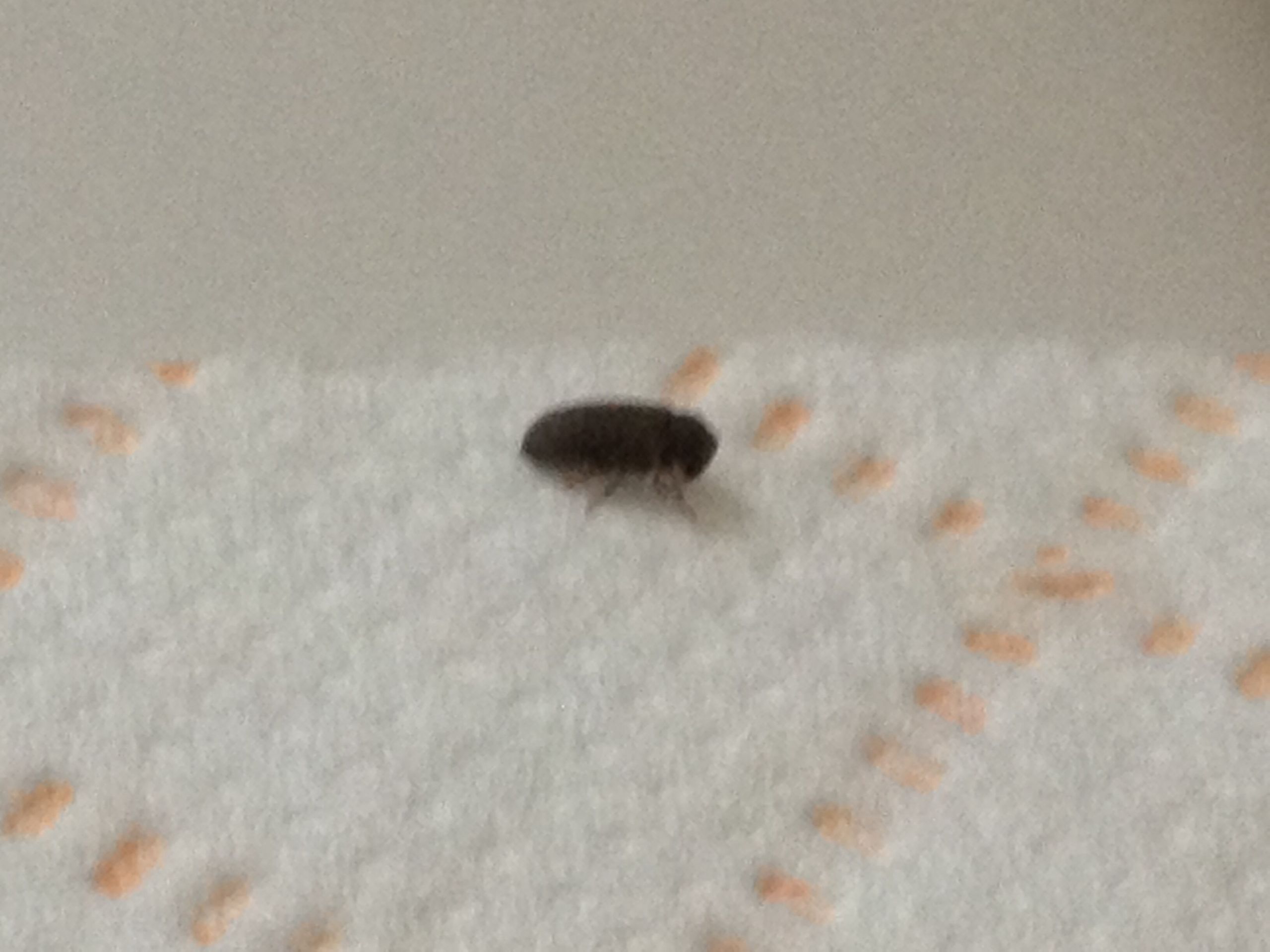 Small Black Bugs In Bathroom
 NaturePlus Please help me identify tiny black bugs found