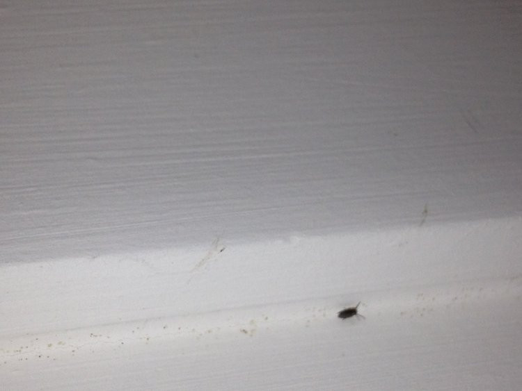 Small Black Bugs In Bathroom
 Tiny bugs found in bathroom shower