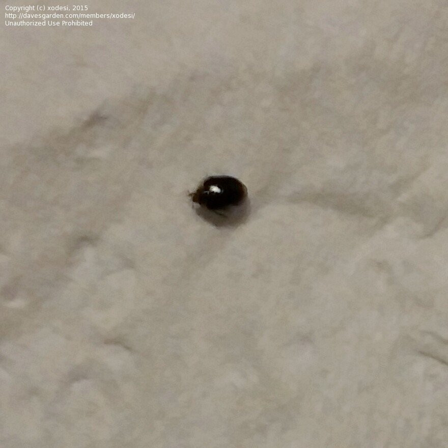 Small Black Bugs In Bathroom
 Insect and Spider Identification Tiny black bug beetle