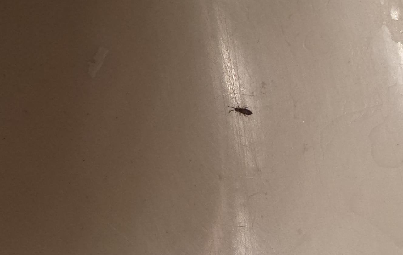Small Black Bugs In Bathroom
 [Virginia] Very tiny black bugs in downstairs bathroom