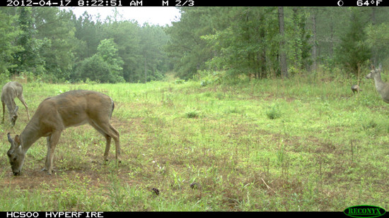 Summer Food Plots In The South
 Te ate My Summer Food Plot System for the Deep South