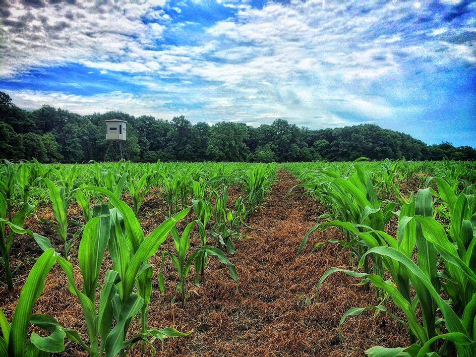 Summer Food Plots In The South
 Planning and Hunting Food Plots in the South