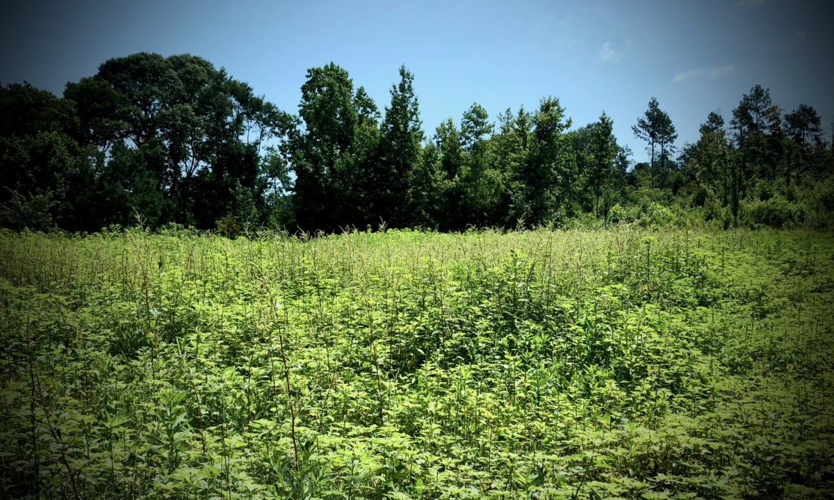Summer Food Plots In The South
 What to Expect When Planting Summer Food Plots