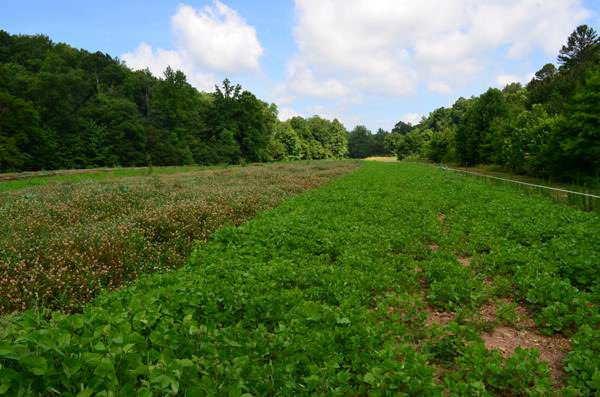 Summer Food Plots In The South
 Ammoland Feed South Dakota GFP fers Free Food Plot Brood