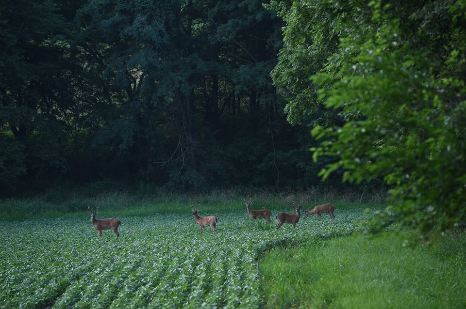 Summer Food Plots In The South
 best summer food plots for deer in mississippi