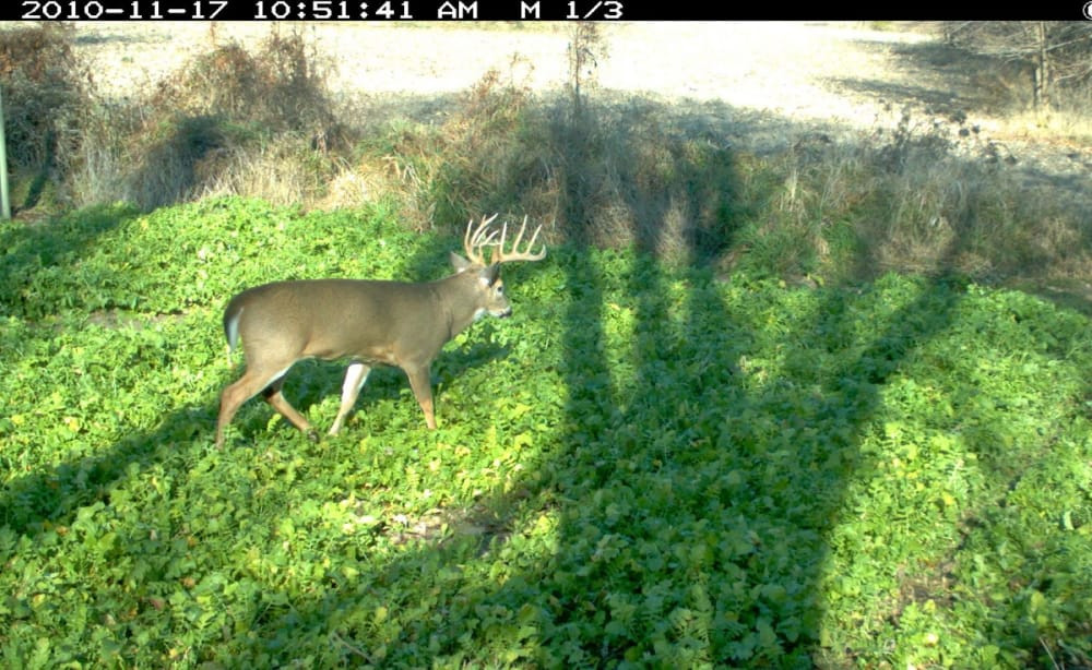 Summer Food Plots In The South
 A Recipe for the Perfect Fall Food Plot