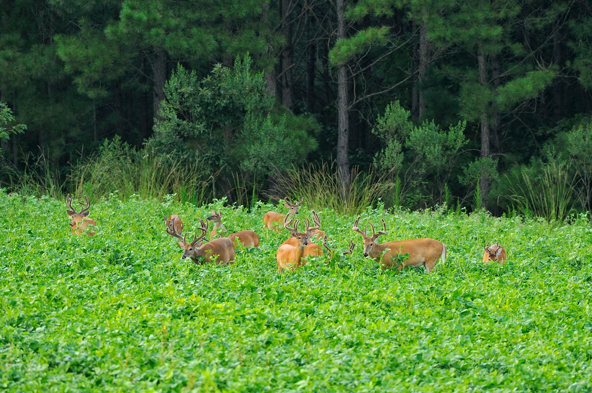 Summer Food Plots In The South
 Expert tips for summer deer food plots