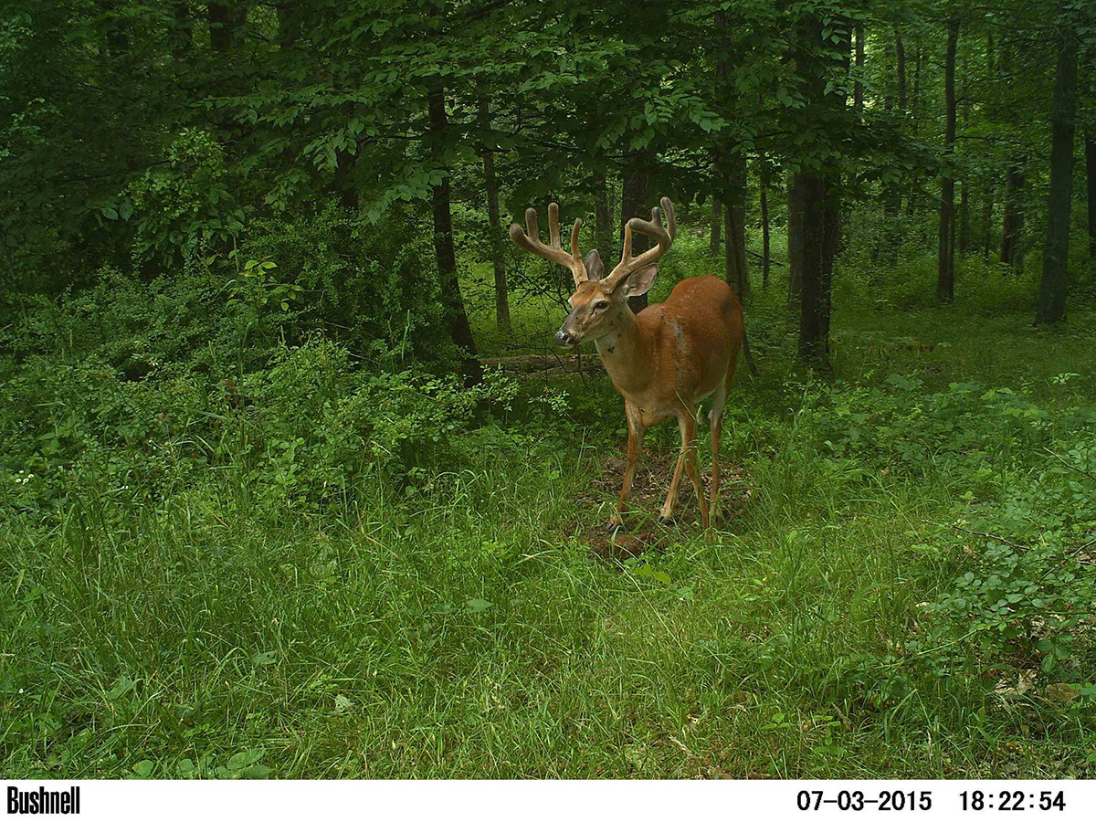 Summer Food Plots In The South
 The Need to Knows of Summer Nutritional Needs For