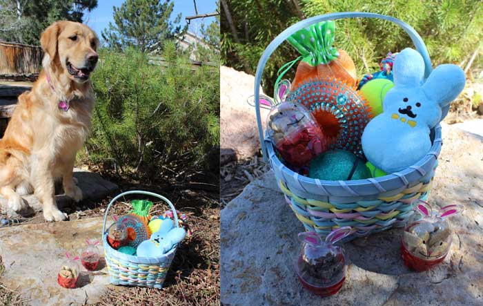Easter Basket Ideas For Dogs
 Awesome DIY Easter Basket for Your Dog Woof of Mouth