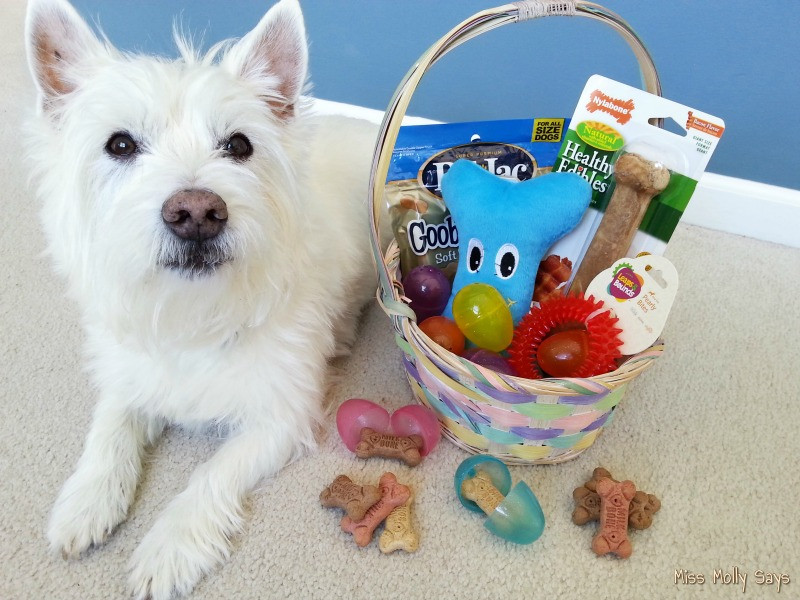 Easter Basket Ideas For Dogs
 DIY Easter Basket for Dogs Miss Molly Says