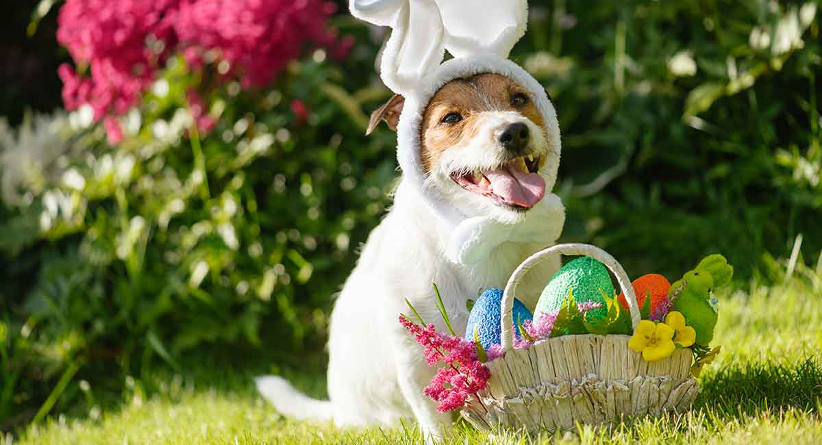 Easter Basket Ideas For Dogs
 Best Dog Easter Basket How To Make The Best Puppy