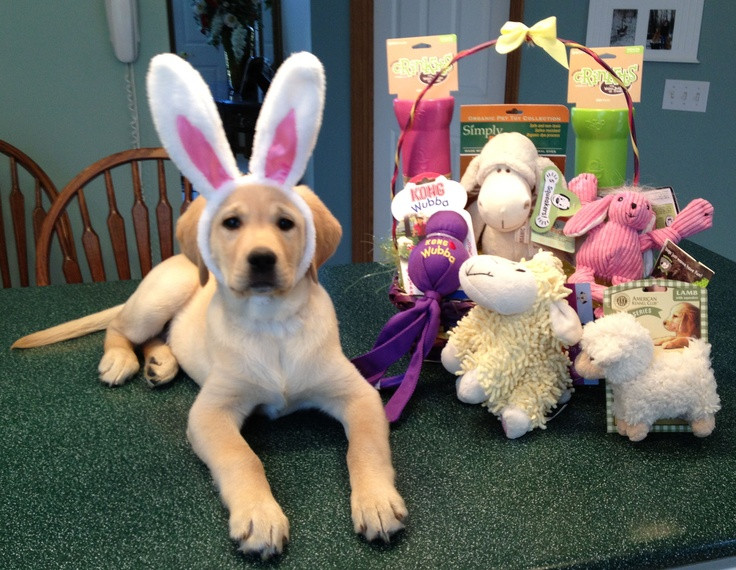 Easter Basket Ideas For Dogs
 Adorable Gifts For Your Dog s Easter Basket Dog Fancast